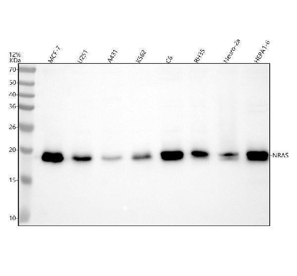 Anti-NRAS Antibody Picoband®