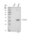 Anti-IL1 beta/Il1b Antibody Picoband®