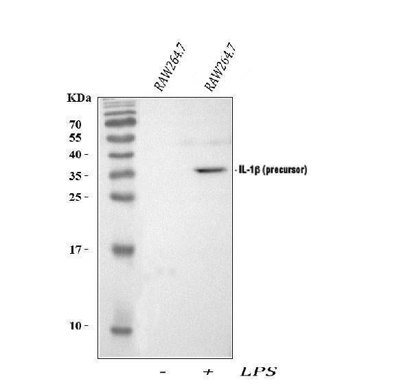 Anti-IL-1 Beta/Il1b Antibody Picoband®