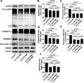 Anti-IL-1 beta/IL1B Antibody Picoband®