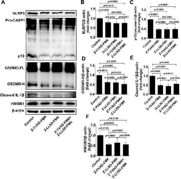 Anti-IL-1 beta/IL1B Antibody Picoband®