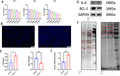 Anti-IL6 Antibody Picoband®
