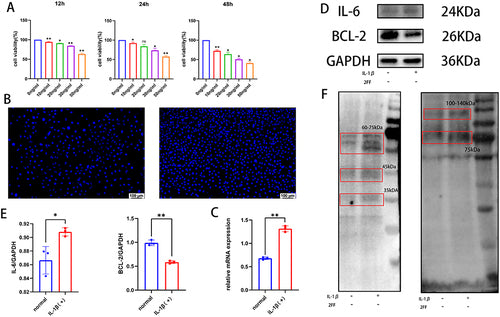 Anti-IL6 Antibody Picoband®