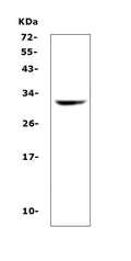 Anti-HLA-DQB1 Antibody Picoband®