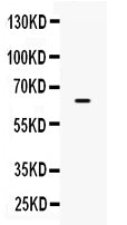 Anti-PD-L1/B7-H1/CD274 Antibody Picoband®
