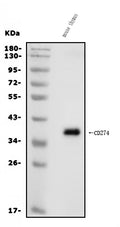 Anti-PD-L1/Cd274 Antibody Picoband®