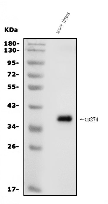 Anti-PD-L1/Cd274 Antibody Picoband®