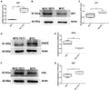 Anti-SP1 Antibody Picoband®