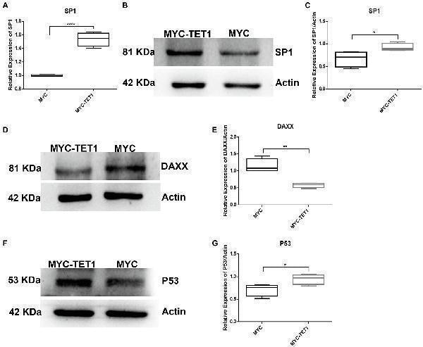 Anti-SP1 Antibody Picoband®