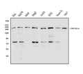 Anti-DROSHA Antibody Picoband®
