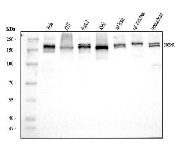 Anti-DROSHA Antibody Picoband®