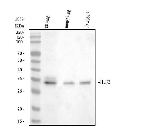 Anti-IL33 Antibody Picoband®