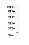 Anti-IL33 Antibody Picoband®