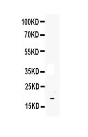 Anti-IL33 Antibody Picoband®