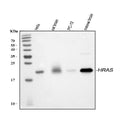 Anti-GTPase HRAS Antibody Picoband®