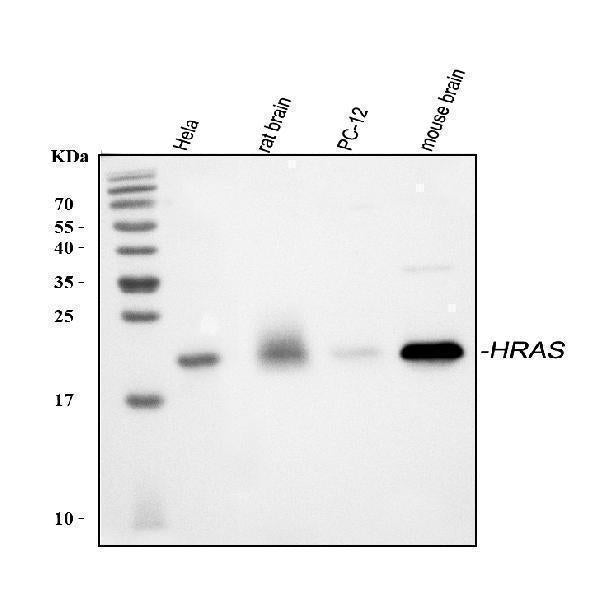 Anti-GTPase HRAS Antibody Picoband®