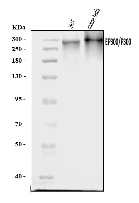 Anti-KAT3B/p300/EP300 Antibody Picoband®