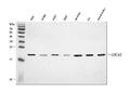 Anti-CDC42 Antibody Picoband®