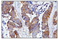 Anti-CDC42 Antibody Picoband®