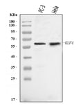 Anti-KLF4 Antibody Picoband®