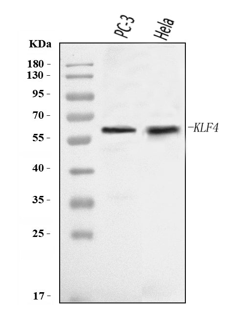Anti-KLF4 Antibody Picoband®