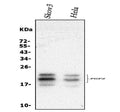 Anti-FGF2 Antibody Picoband®