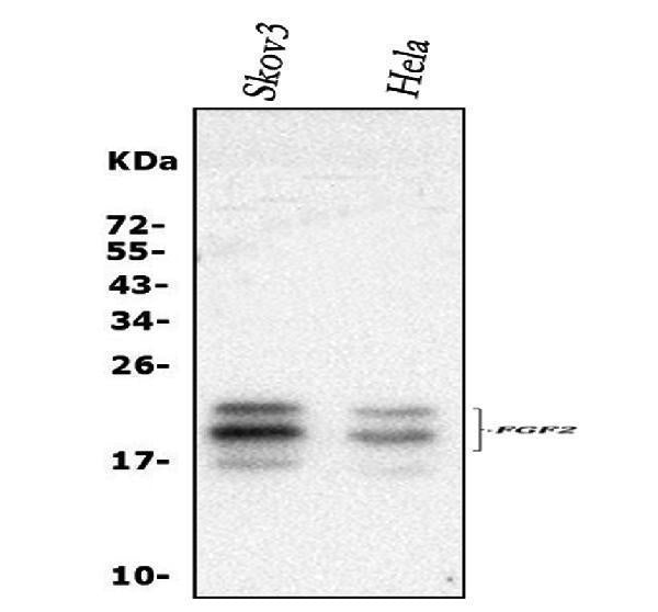 Anti-FGF2 Antibody Picoband®