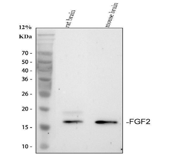 Anti-FGF2 Antibody Picoband®