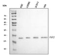 Anti-FGF2 Antibody Picoband®