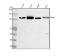 Anti-PARP1 Antibody Picoband®