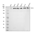 Anti-BRD4 Antibody Picoband®