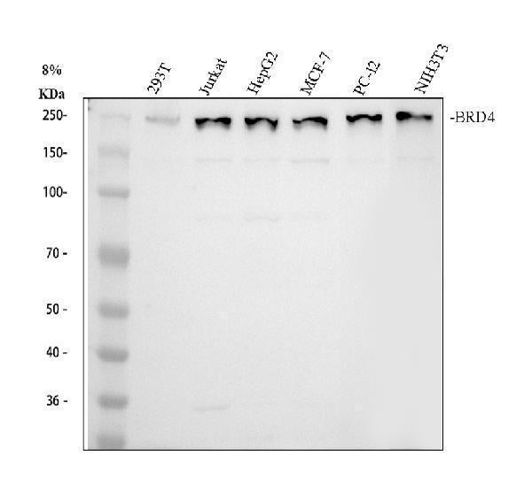 Anti-BRD4 Antibody Picoband®