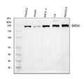 Anti-BRD4 Antibody Picoband®
