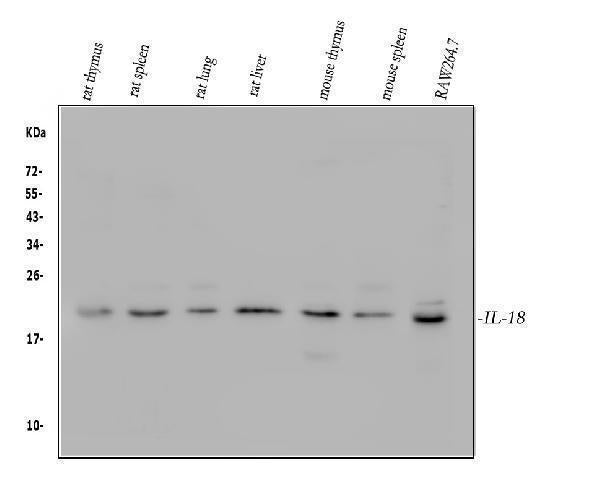 Anti-IL18 Antibody Picoband®