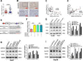 Anti-PCNA Antibody Picoband®