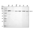 Anti-MLH1 Antibody Picoband®