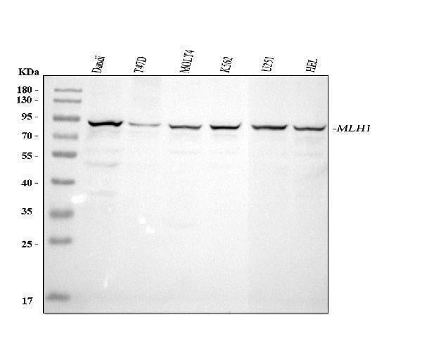 Anti-MLH1 Antibody Picoband®