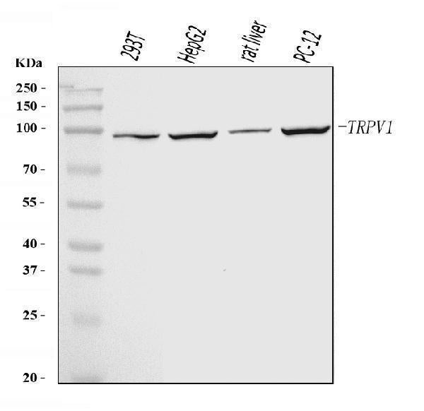 Anti-TRPV1 Antibody Picoband®