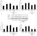 Anti-TLR2 Antibody Picoband®
