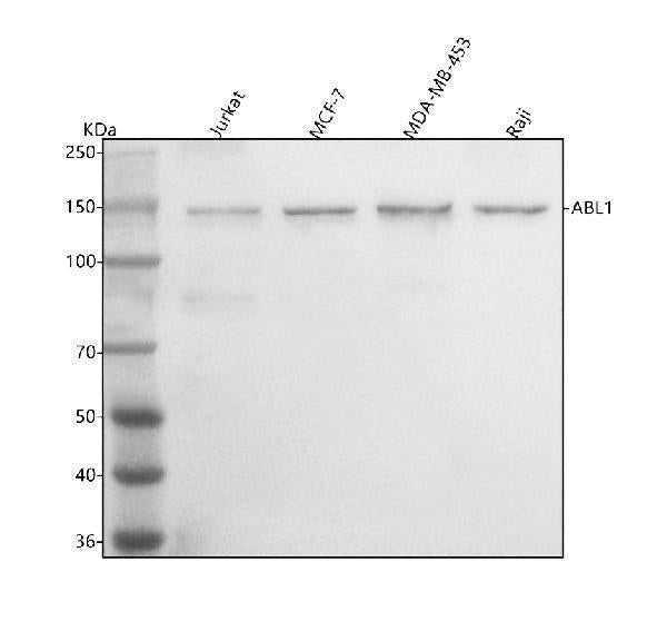 Anti-ABL1 Antibody Picoband®