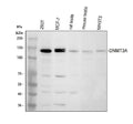 Anti-DNMT3A Antibody Picoband®