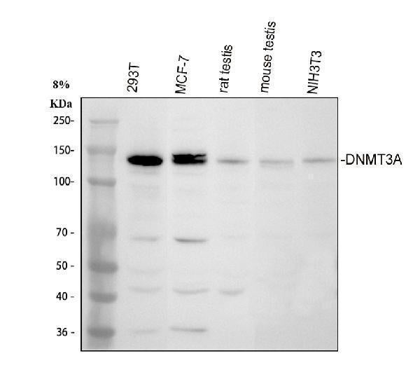 Anti-DNMT3A Antibody Picoband®