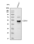 Anti-Cd14 Antibody Picoband®