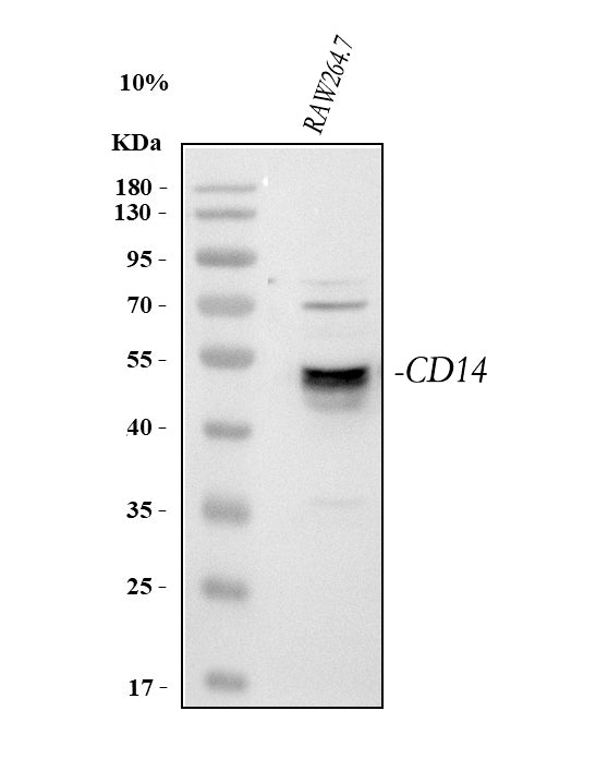 Anti-Cd14 Antibody Picoband®