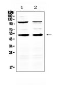 Anti-CD14 Antibody Picoband®