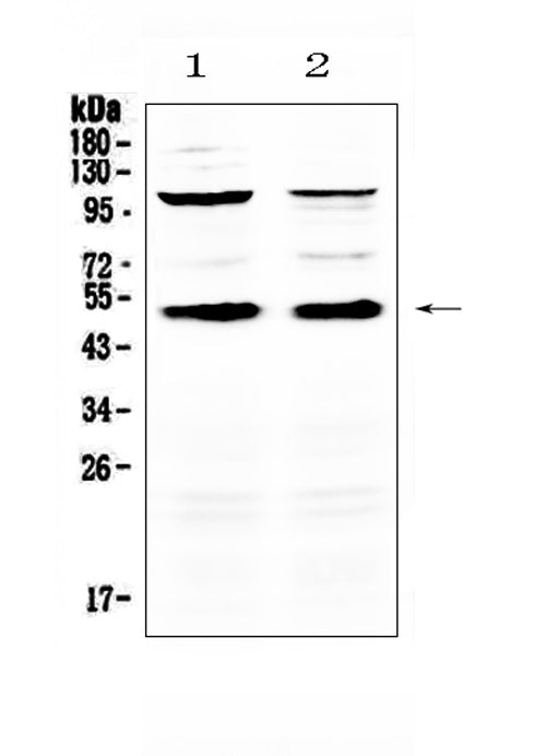 Anti-CD14 Antibody Picoband®