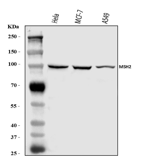 Anti-MSH2 Antibody Picoband®