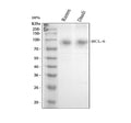 Anti-BCL6 Antibody Picoband®