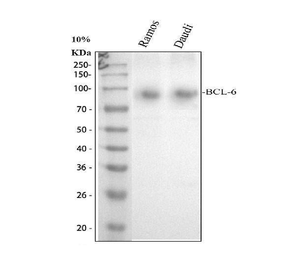 Anti-BCL6 Antibody Picoband®