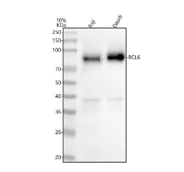 Anti-BCL6 Antibody Picoband®